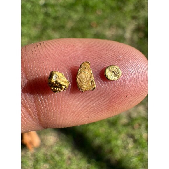 California Gold Nuggets in Display Case - 0.31 grams - Picture 3 of 4